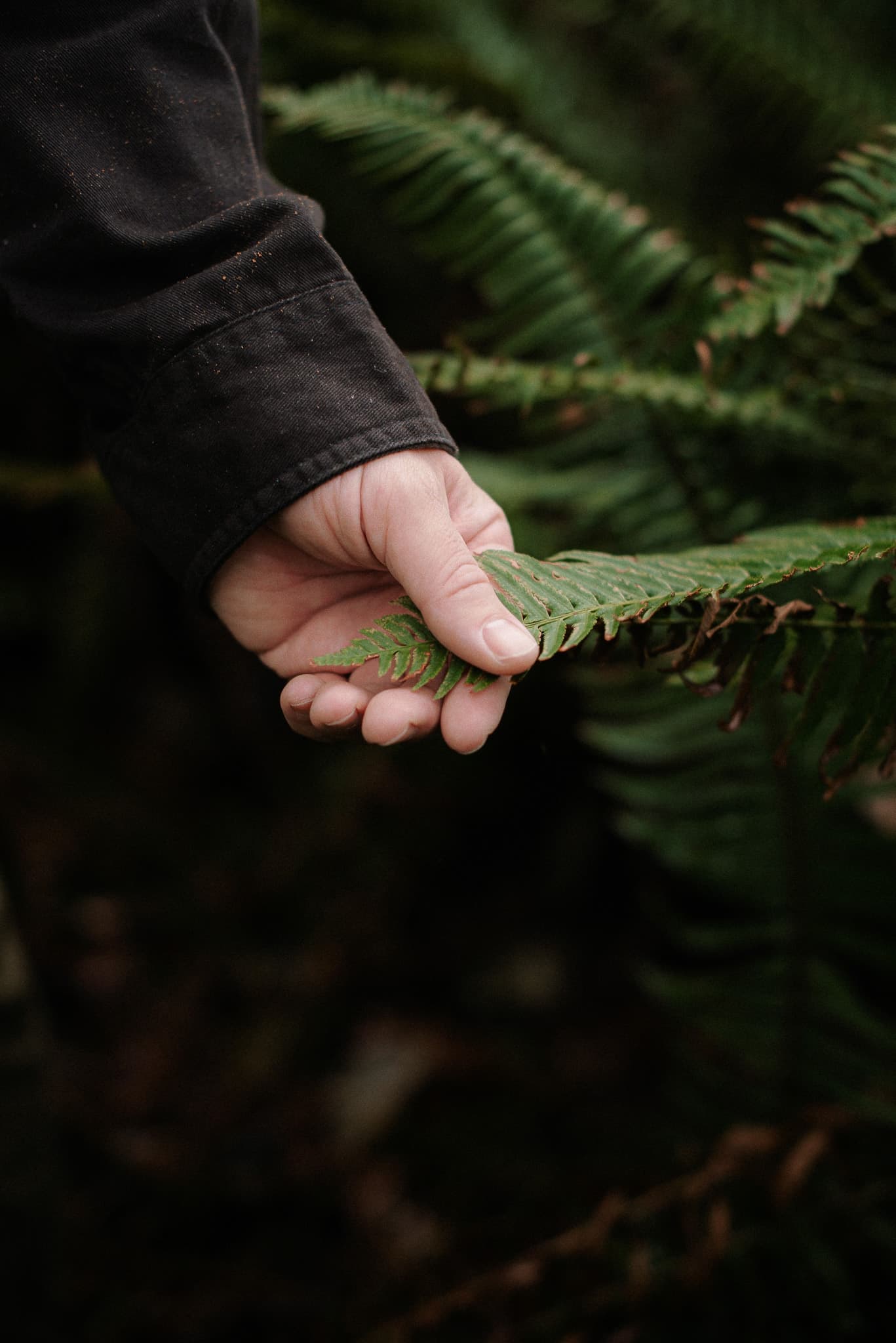 Hand gently touching a fern frond